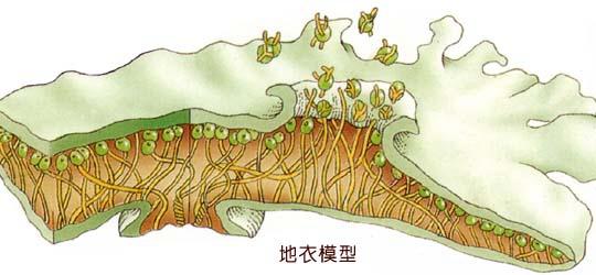 马尔萨斯陷阱和大历史周期律配图