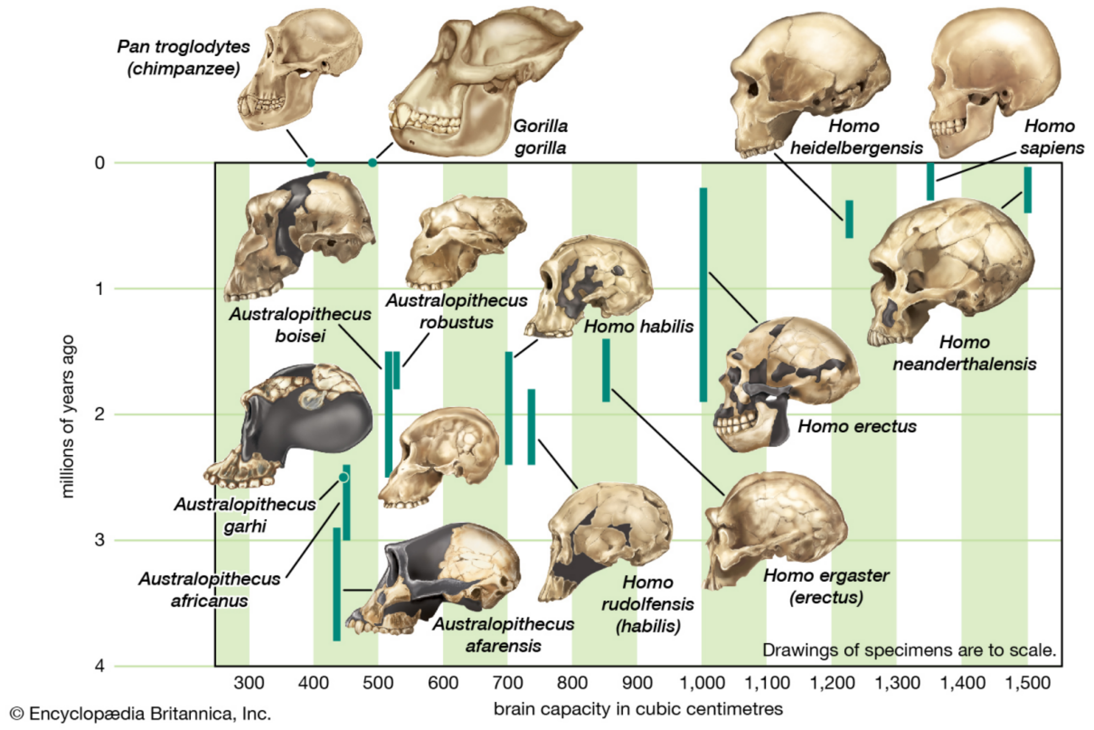 Cranial capacity of members of the human lineage   图源：Encyclopædia Britannica