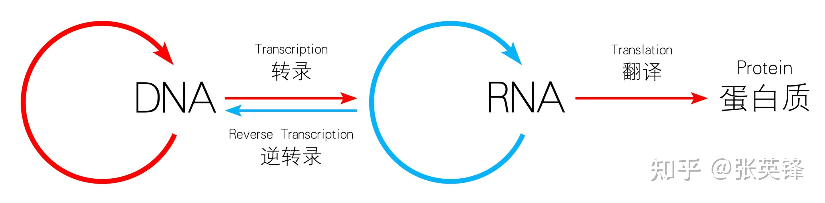 为什么信息不是能量？配图